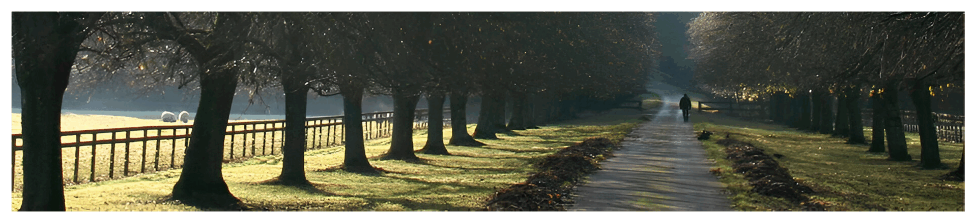 Tree-lined path with sunlight and shadows.