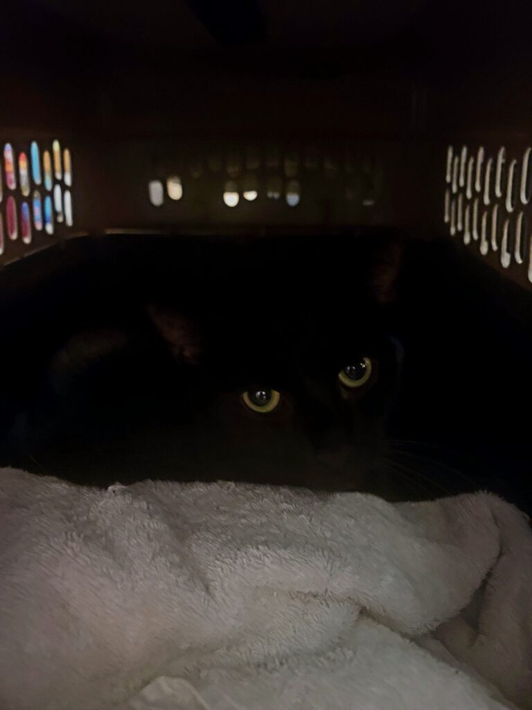 Black cat with glowing eyes in carrier