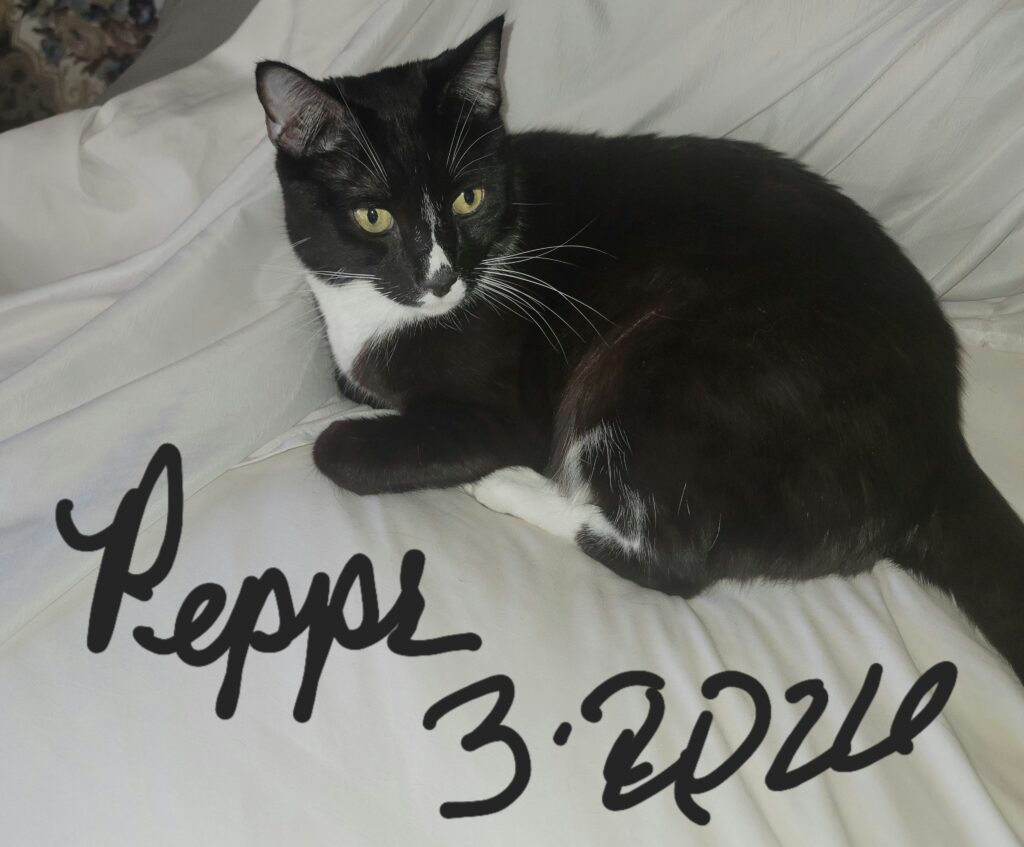 Tuxedo cat lying on white bedding