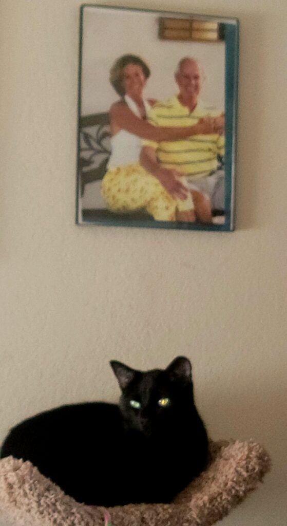 Black cat on bed under framed couple photo